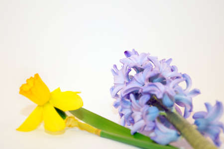 Bluebell and narcissus, spring flowersの写真素材