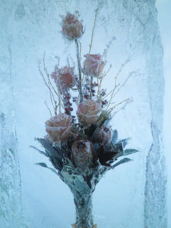 Beautiful frozen rosesの写真素材