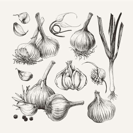 Vintage ink drawn collection of garlic isolated on white backgroundのイラスト素材