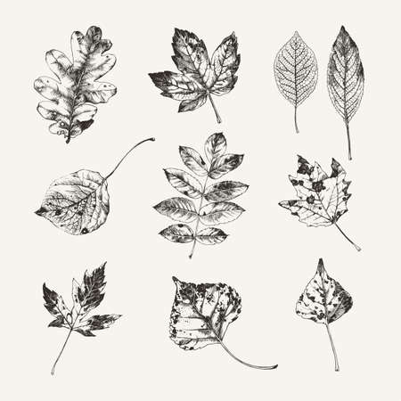 Vintage ink drawn collection of autumn leaves from various kind of treesのイラスト素材