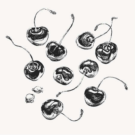 Black cherry hand drawn clip art illustration
