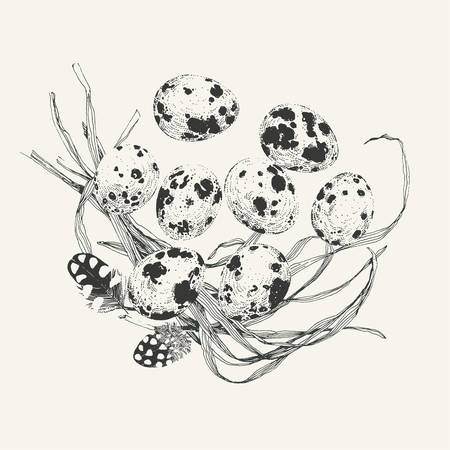Quail eggs and couple of feathers on a bunch of grass. Every element such as eggs, feathers and grass can be used separatelyのイラスト素材
