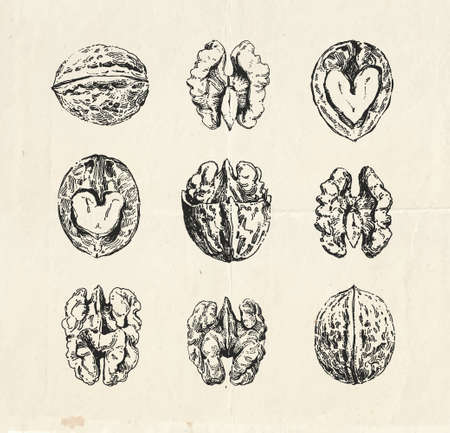 Hand drawn set, vintage drawings of walnutsのイラスト素材