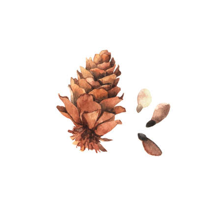 Watercolour highly detailed clip art illustrations of pine cone with seeds, forest nature collection...
