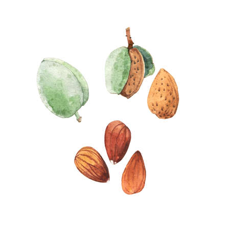 Watercolour highly detailed clip art illustrations of almonds, nuts and seeds collection isolated on white backgroundの写真素材