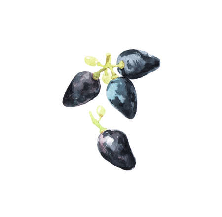 Watercolour illustrations of fresh ripe grape isolated on white backgroundの写真素材