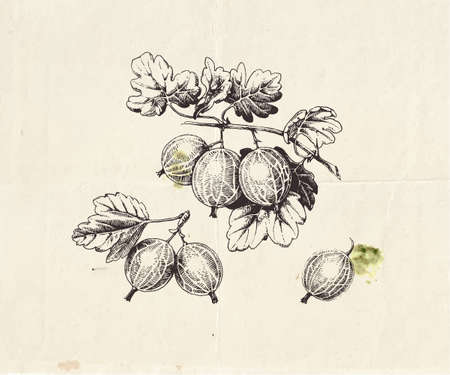 Hand drawn illustration of gooseberry branch with berries and leaves, detailed botanical drawingのイラスト素材