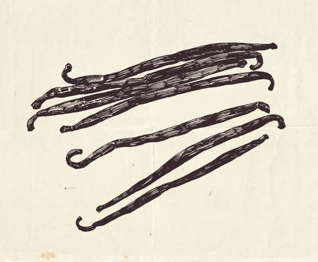 Vanilla pods, vintage graphic illustration