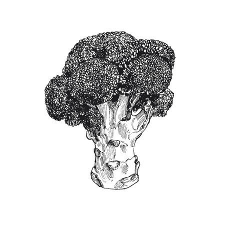 Hand drawn illustration of fresh broccoli cabbage, isolated vegetable drawingのイラスト素材