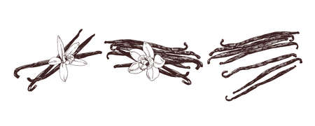 Vanilla pods with vanilla flower, vintage graphic illustration