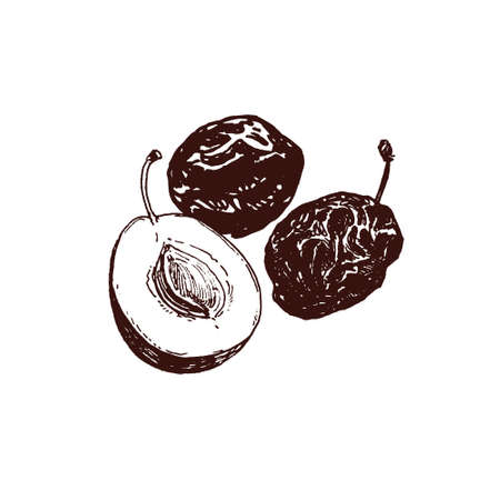 Drawing of dried plum fruits, hand drawn prunes, close up food illustration, line art flat style drawing, simple doodle sketch isolated on whiteのイラスト素材