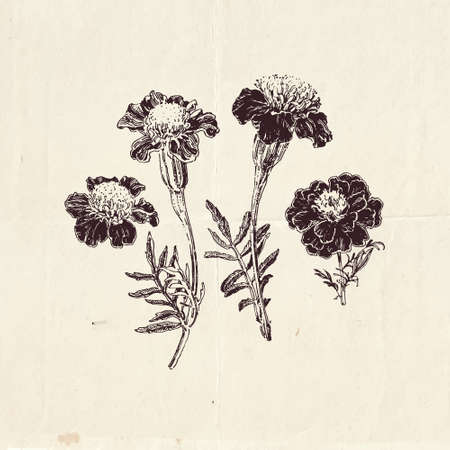 Marigold flowers, hand drawn illustration, vintage styleのイラスト素材