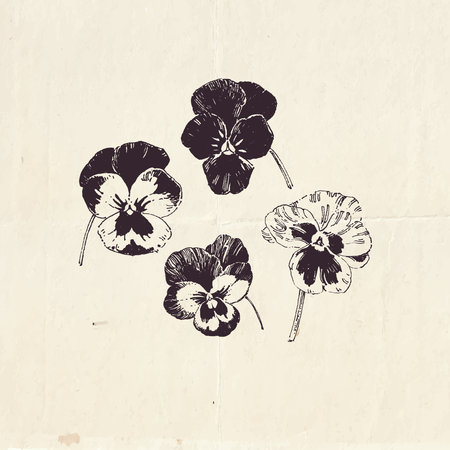 Pansy flowers, hand drawn botanical illustration, vintage styleのイラスト素材
