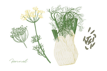 Vintage illustration of fennel herb with fruits and flowers. Hand drawn botanical illustrationのイラスト素材