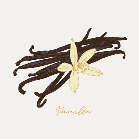 Hand drawn illustration of dried vanilla beans with flower. Culinary graphic elements, food...