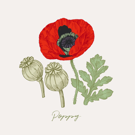 Hand drawn illustration of poppy flower and its seed pods. Culinary graphic elements, botanical drawing with background colouringのイラスト素材