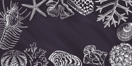 Black chalkboard with seashells and corals drawings. Border design, summertime illustration bannerのイラスト素材