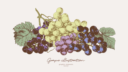 Hand drawn illustrations of various kind of grape with leaves, vintage graphic elementsのイラスト素材