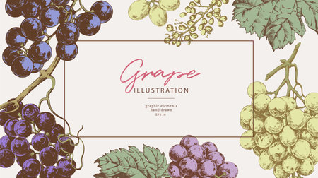 Hand drawn illustrations of various kind of grape with leaves, vintage graphic elements. Border template for wine list and winemaking bannersのイラスト素材