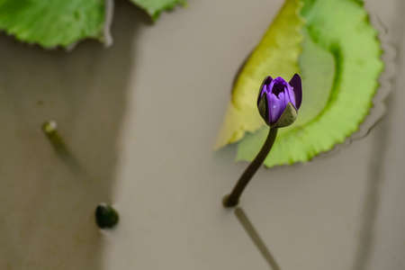 Lotus asiaの写真素材