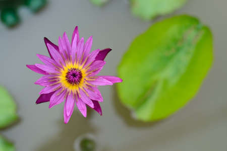 Lotusの写真素材