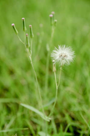 Flower of the grass