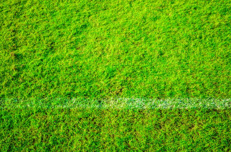 Green grass pattern background.
