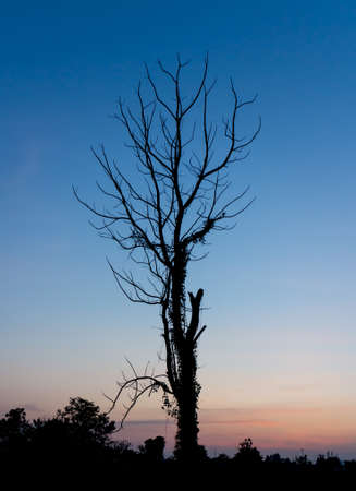 The silhouette of trees in the sunset.の写真素材