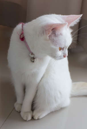 white cat looking for somethingの写真素材