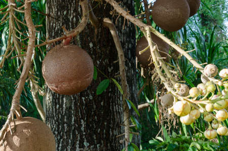A bunch of fruit from Sal or Shorea robustaの写真素材