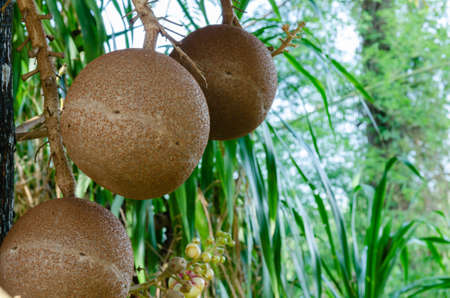 A bunch of fruit from Sal or Shorea robustaの写真素材