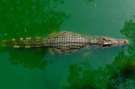 Crocodile floating in the water view from the topの写真素材
