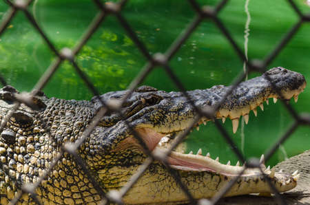 The Gators are opened his mouth in a cageの写真素材
