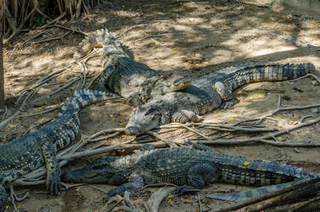 Many crocodiles are sunbathingの写真素材