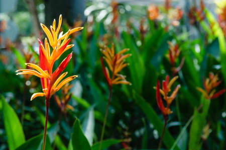 Many flowering bird of paradise flower in the daytimeの写真素材
