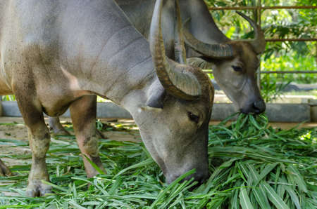 Buffalo had long eating grassの写真素材