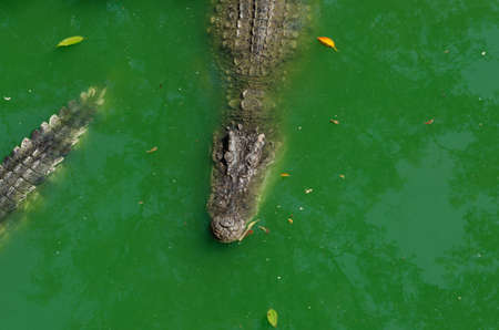 Crocodile floating in the water view from the topの写真素材