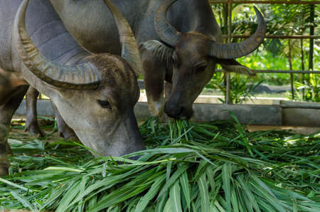 Buffalo had long eating grassの写真素材