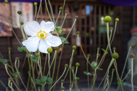 White flowers from shrines in Japanの写真素材