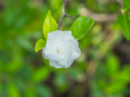 closeup white flowerの写真素材