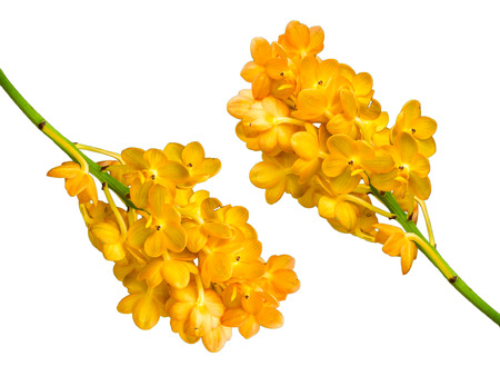 orange orchid on white backgroundの写真素材