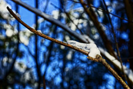 Dry tree branch under snowの写真素材