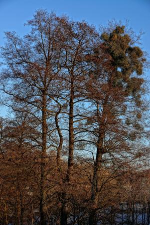 Tall trees in a park in the sunshine