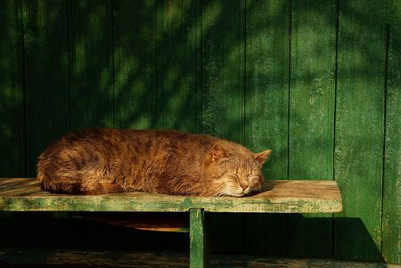Sleeping cat on a green wooden benchの写真素材