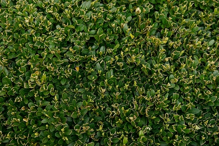 Green texture of small plants in the gardenの写真素材