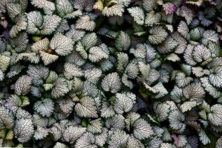 white green background from leaves of a nettleの写真素材