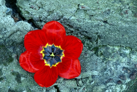 Bud of red tulip in the crack of the concrete wallの写真素材