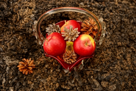 Apples and cones in a glass vaseの写真素材