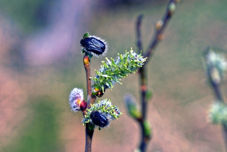 Black beetles on blossoming willow branch in spring parkの写真素材