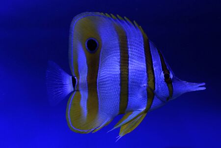 Little beautiful saltwater fish on a blue background